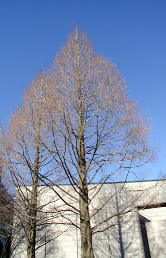 メタセコイアは落葉樹です